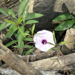 Ipomoea heptaphylla
