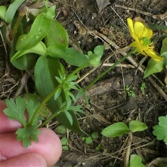 Ranunculus muricatus