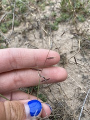 Bouteloua barbata barbata