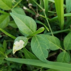 Vigna luteola