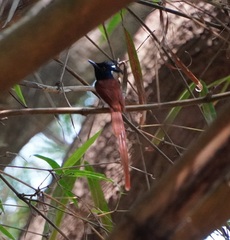 Terpsiphone paradisi