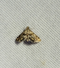 Petrophila fulicalis