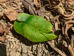 Mickelopteris cordata