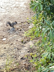 Sciurus yucatanensis