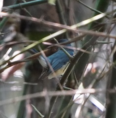 Cyornis tickelliae