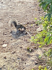 Sciurus yucatanensis
