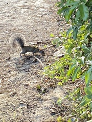 Sciurus yucatanensis