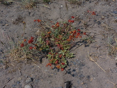 Eriogonum marifolium