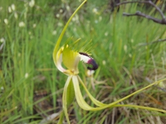 Caladenia tentaculata