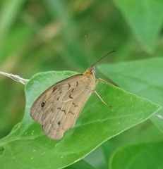 Heteronympha merope