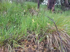 Caladenia tentaculata