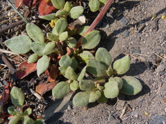 Eriogonum marifolium