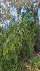 Exocarpos cupressiformis