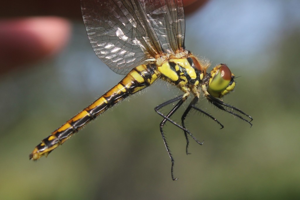 Black Meadowhawk