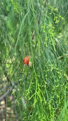 Exocarpos cupressiformis