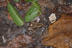 Eciton burchellii parvispinum