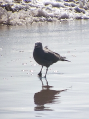 Leucophaeus modestus