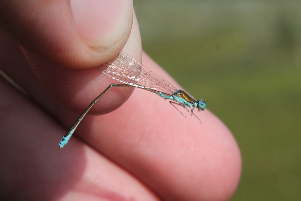 Sedge Sprite