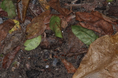 Eciton burchellii parvispinum