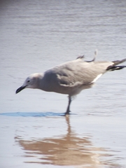 Leucophaeus modestus