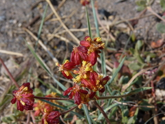 Eriogonum marifolium
