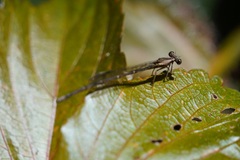 Platycnemididae