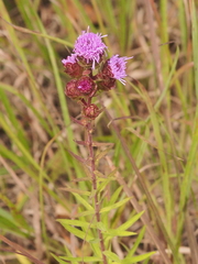 Liatris scariosa