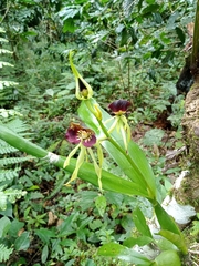 Prosthechea cochleata