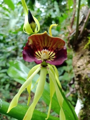 Prosthechea cochleata