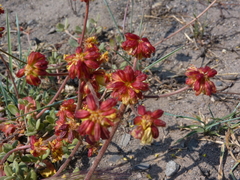 Eriogonum marifolium