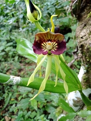 Prosthechea cochleata
