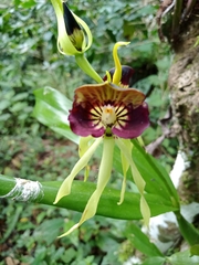 Prosthechea cochleata