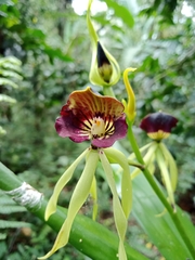 Prosthechea cochleata