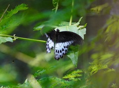 Papilio polymnestor