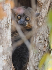 Lepilemur hubbardorum
