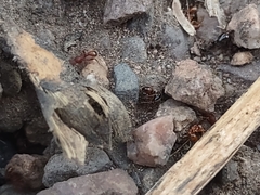 Tetramorium hispidum