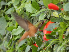 Amazilis amazilia