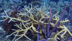 Acropora cervicornis
