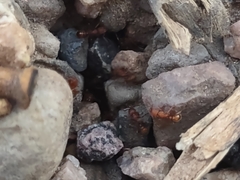 Tetramorium hispidum
