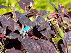 Argia apicalis
