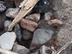 Tetramorium hispidum