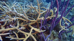 Acropora cervicornis