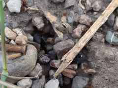 Tetramorium hispidum