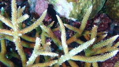 Acropora cervicornis