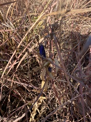 Gentiana puberulenta