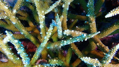 Acropora cervicornis