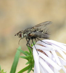 Trochilodes skinneri