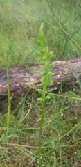 Microtis parviflora