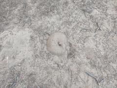 Pogonomyrmex maricopa