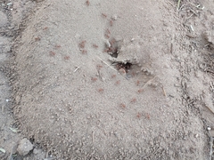 Pogonomyrmex maricopa